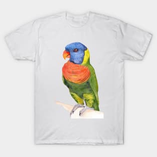 rainbow lorikeet parrot australian bird watercolor T-Shirt